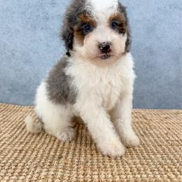 Mable - Tri-color female Bernedoodle puppy in Beresford, South Dakota from DAKOTA DOOD RANCH