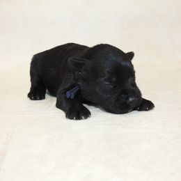 25018 - Black male Miniature Schnauzer puppy in Mount Airy, Georgia from Miniature Schnauzers GA, LLC
