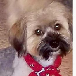 Willow - Havanese
