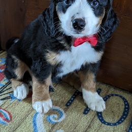 Bernedoodle Puppies from Puppies by Piper