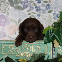Legacy - Chocolate female Labrador Retriever puppy in Waco, Texas from Ancient Dogges Performance Dogs