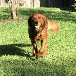 Piper - Golden Retriever