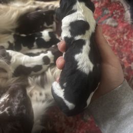Boy 3 - Black and white male English Springer Spaniel puppy in Huntingdon, Pennsylvania from Indian Creek Springers and Doxies