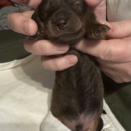 Boy 2 - Red male Dachshund puppy in Hazlehurst, Georgia from DrakeFire Dachshunds