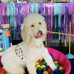 Summer - Goldendoodle