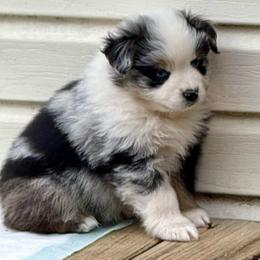 Owen - Blue merle male Miniature Australian Shepherd puppy in Patterson, North Carolina from DreamLine Aussies