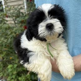 LEXUS of the EMPRESS - Black and white male Shih Tzu puppy in Ellicott City, Maryland from Dr. Dmitriy Kurenbin AKC cert PURE SHIH TZU CHAMPION BLOODLINE