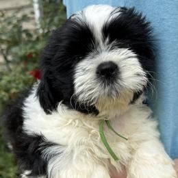 LEXUS of the EMPRESS - Black and white male Shih Tzu puppy in Ellicott City, Maryland from Dr. Dmitriy Kurenbin AKC cert PURE SHIH TZU CHAMPION BLOODLINE