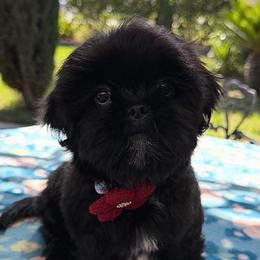 Stormy - Black female Shih Tzu puppy in Hemet, California from Aloha Shih Tzu