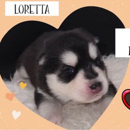 Loretta Lynn - Black and white female Pomsky puppy in Venus, Pennsylvania from Hemlock Pines Pomsky