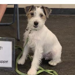 Parson Russell Terriers from HeartSongs Haven/Northeast Division