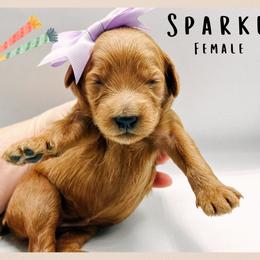 Sparkle - Red  female Goldendoodle puppy in Hilton, New York from The House of Goldendoodle