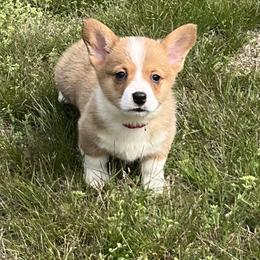 13 red collar - Fawn male Pembroke Welsh Corgi puppy in Port Republic, Maryland from Bestfurends