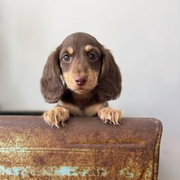 Artemis - Chocolate and cream female Dachshund puppy in Squires, Missouri from Hudson’s Hounds