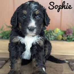Soohie - Tri-color female Bernedoodle puppy in Lancaster, Minnesota from Richardville Hunde