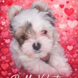 Comet - Parti male Yorkshire Terrier puppy in Atlanta, Georgia from Royal Beauties Yorkies of Atlanta