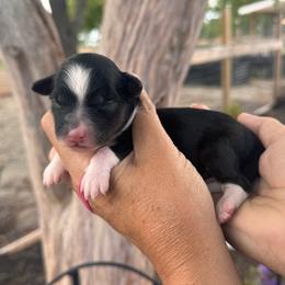 Candy - Tri-color female Bernedoodle puppy in Rose Hill, North Carolina from Red Door Canines