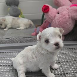 Faye - Health Tested Parents - White male Maltese puppy in Greenville, North Carolina from Amanda's Sugar Sweet Puppies