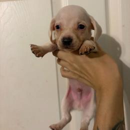 Finn - Cream male Dachshund puppy in Conroe, Texas from Dots Dachshunds