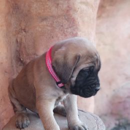 Mastiff puppies from Peter Moser's Mastiffs