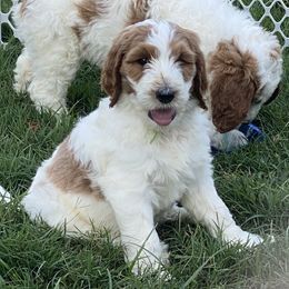Goldendoodle Puppies from Kennedy Doodles