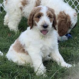 Goldendoodle Puppies from Kennedy Doodles