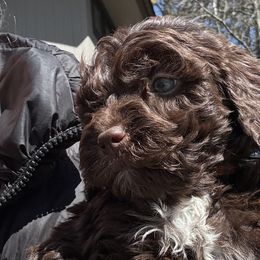 Jim - Goldendoodle puppy in Petoskey, Michigan from Petoskey Goldendoodles