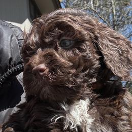 Jim - Goldendoodle puppy in Petoskey, Michigan from Petoskey Goldendoodles