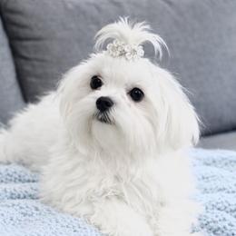 Mila - Maltese