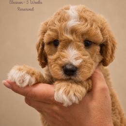 Eleanor - Apricot female Goldendoodle puppy in Lake Charles, Louisiana from Perfect Fit Poodles & Doodles