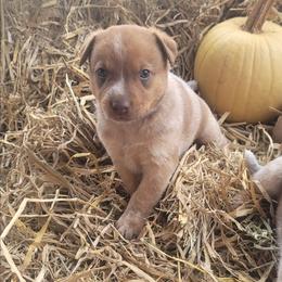 Barney Rubble - Red mottled male Australian Cattle Dog puppy in Monett, Missouri from Rain Tree Ranch Australian Cattle Dogs