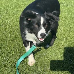 Lincoln - Black & white male Miniature Australian Shepherd puppy in California from Eagle River Aussies