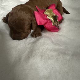 AKC Girl 1 - Red  female Poodle puppy in Southwest Ranches, Florida from Herringbone ‘s Poodles