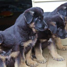 German Shepherd Puppies from Shakers
