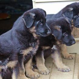 German Shepherd Puppies from Shakers