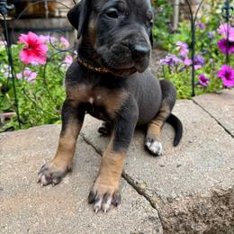 Light purple collar - Black female Great Dane puppy in Corsica, Pennsylvania from Ferguson Family Danes LLC
