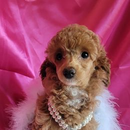 Poodle Puppies from Bobbies poodles