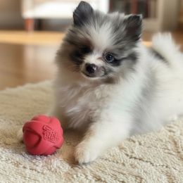Phantom - Merle male Pomsky puppy in Boonville, Indiana from Elysian Pomskies