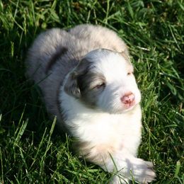 Border Collie Puppies from RockIt Border Collies