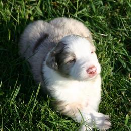 Border Collie Puppies from RockIt Border Collies