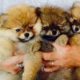 Pomeranian Puppies from Montefino Pomeranians