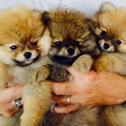Pomeranian Puppies from Montefino Pomeranians