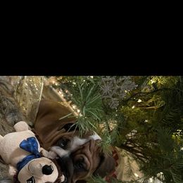 Bulldog Puppies from Kandyland Bulldogs