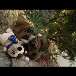 Bulldog Puppies from Kandyland Bulldogs