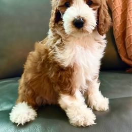 Goldendoodle Puppies from Ritzy Creek Doodles