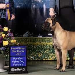 Bullmastiffs from Mearas Bullmastiffs