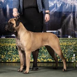 Bullmastiffs from Mearas Bullmastiffs