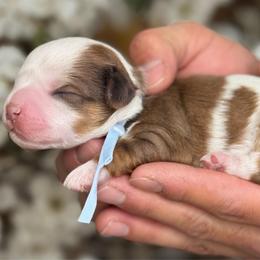 Quil - Merle male Cavapoo puppy in Yuciapa, California from AlltheDoodlez_