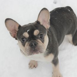 Shenanigan - French Bulldog