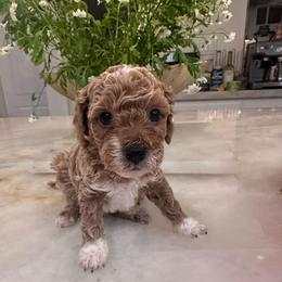 Buddy - Red male Cavapoo puppy in Sacramento County, California from Sac-Town Poodles and Doodles